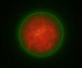Hydrogel Encapsulated in Giant Unilamellar Vesicle