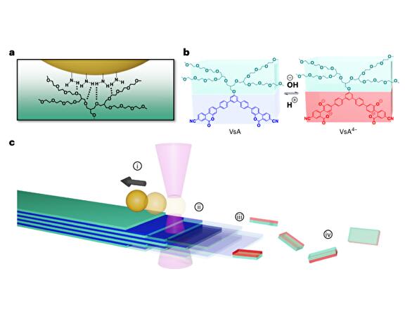 a, Amino-functionalized 1 µm polystyrene beads adsorb onto the crystal surface through a multivalent interaction. b, Disassembly of the fibre is controlled by the pH-switchable coumarin motif as part of the aromatic scaffold of the monomer. Under basic pH conditions, the assembled VsA monomer (blue) is hydrolysed into its soluble VsA4− form (red). c, Force spectroscopy measurement with OT. During the anisotropic etching of the microcrystals, the beads move by a biased diffusion mechanism. A pulling force (i) displaces the beads from the centre of the optical trap (ii) to maintain the multivalent interaction with the surface. Monomer hydrolysis occurs predominantly at the fibre edge (iii), directing the disassembly process along the fibre axis (iv).